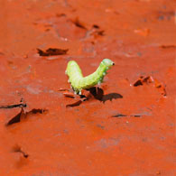 Calomito Inaudito